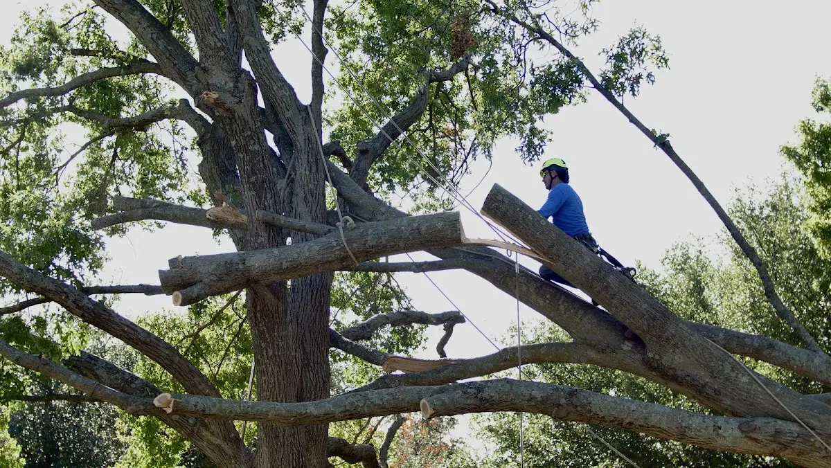 Professional Hazardous Tree Removal performed by certified arborists in Ocate