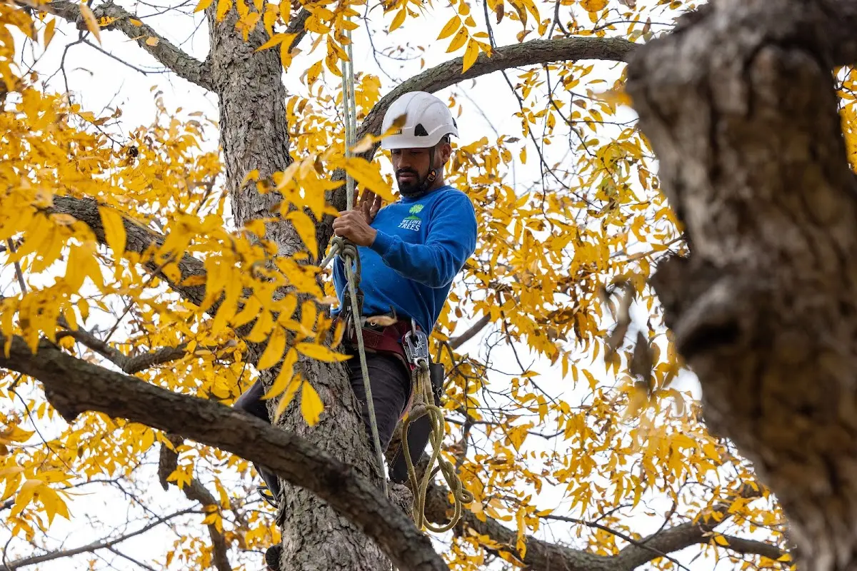 Skilled Tree Trimming crew working in Ocate